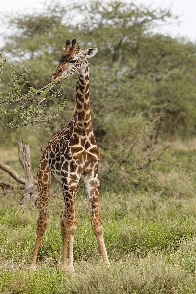 Masai Giraffe browsing on acacia trees-Serengeti National Park-Tanzania-Africa-Giraffa